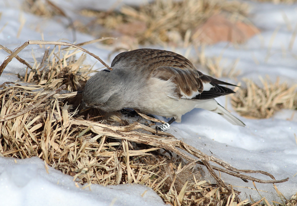 gallery-home-page-sito-snowfinch.eu-262
