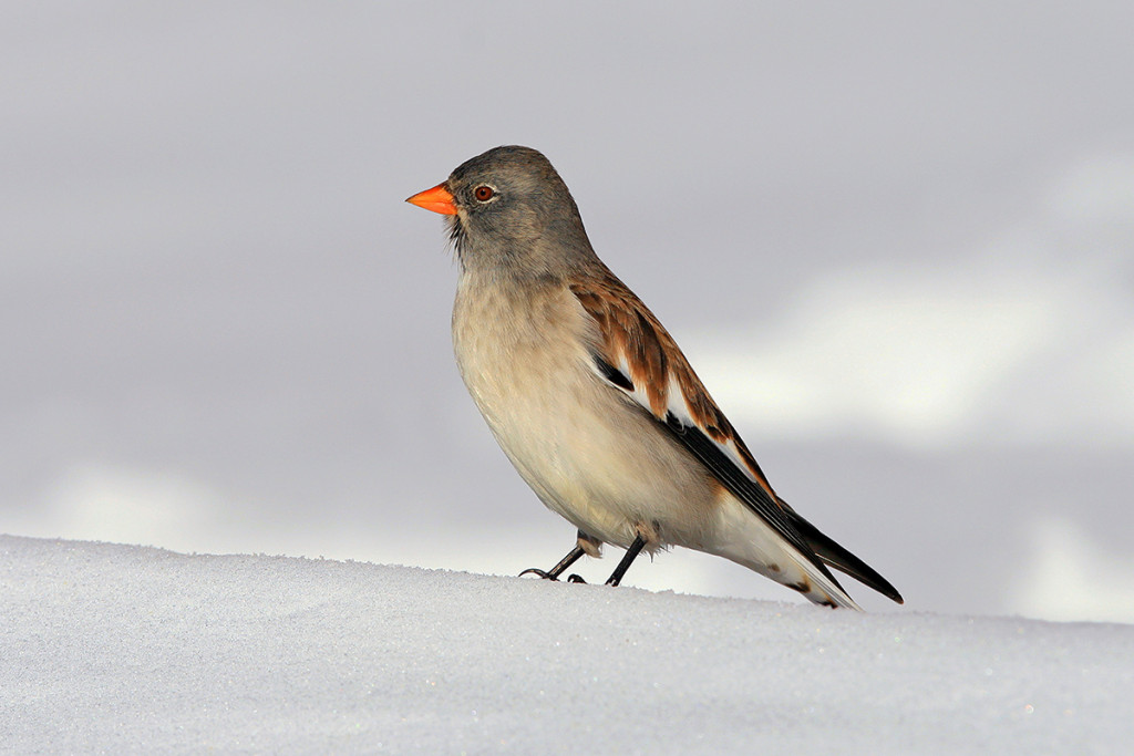 gallery-home-page-sito-snowfinch.eu-277