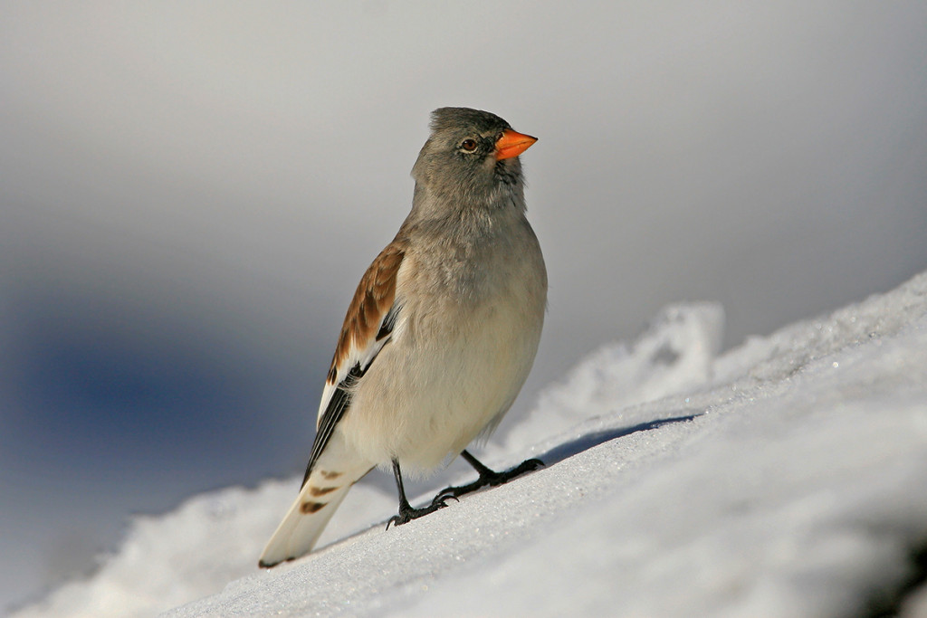 gallery-home-page-sito-snowfinch.eu-278