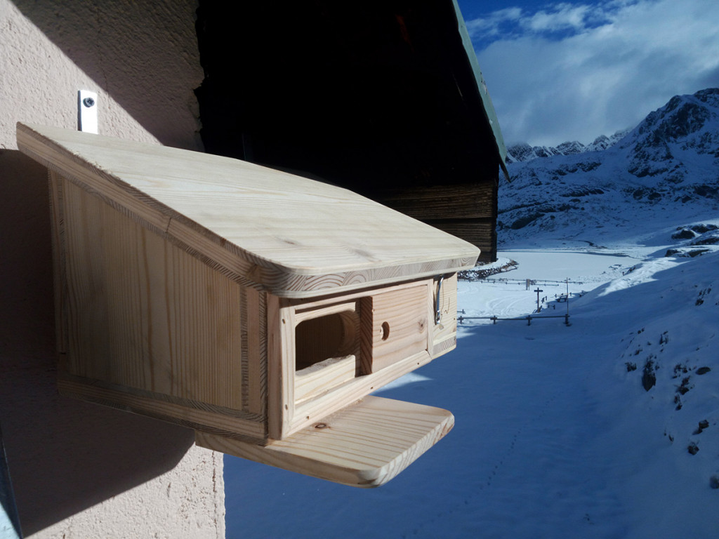 gallery-home-page-sito-snowfinch.eu-259