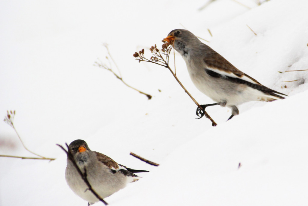 gallery-home-page-sito-snowfinch-eu-273