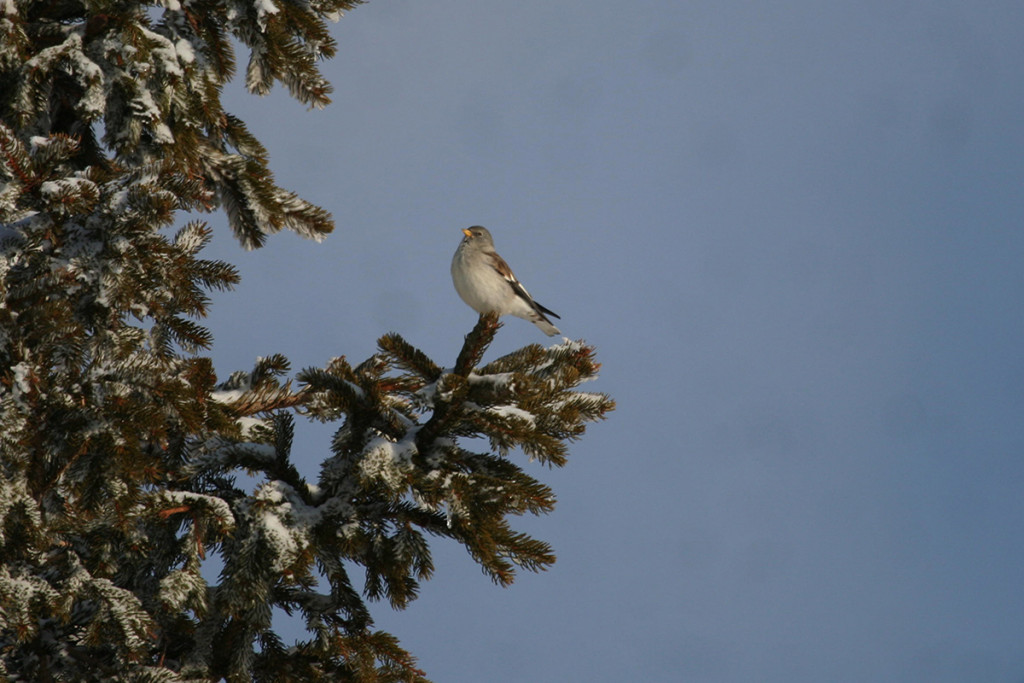 gallery-home-page-sito-snowfinch-eu-275